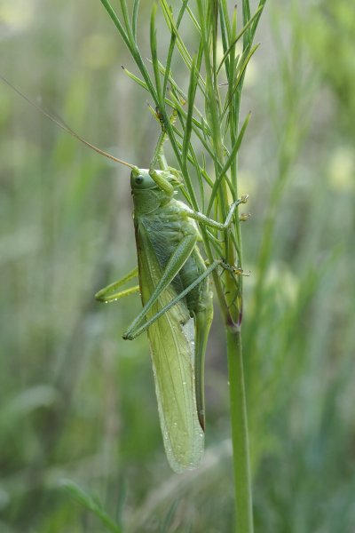 Tettigonia veridissima. Bois de la Courie. Véronique côme